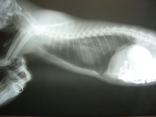 Лечение диафрагмальной грыжы у кошки