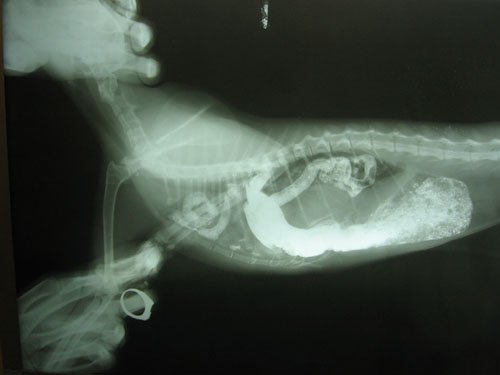 Диафрагмальная грыжа у кошки рентген с контрастом