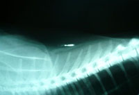 микрочип на рентгене