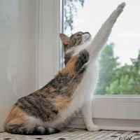Кошка играет к окном