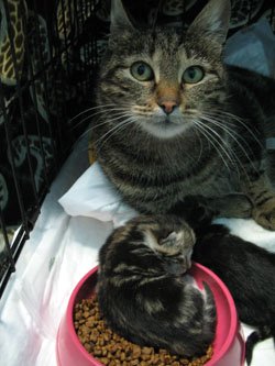 стационар для животных. кормящая кошка с пометом котят 